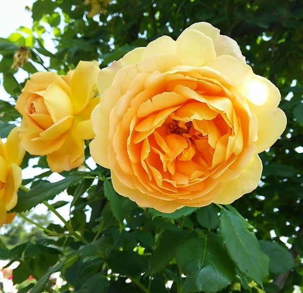 黄色いバラの写真